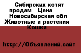 Сибирских котят продам › Цена ­ 500 - Новосибирская обл. Животные и растения » Кошки   